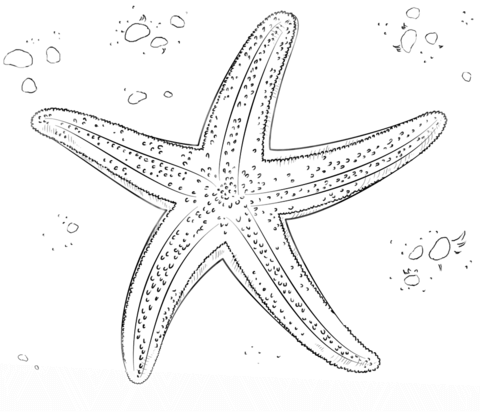 Sea Star Coloring Page